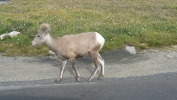 PICTURES/Mount Evans and The Highest Paved Road in N.A - Denver CO/t_Sheep7.JPG